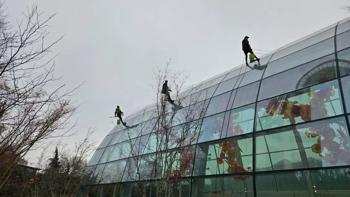Three technicians on ropes cleaning the curved glass roof of a glasshouse